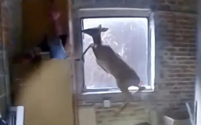 "Tên trộm" để lại máu khắp tiệm tóc, cảnh sát tìm ra sự thật bất ngờ