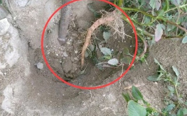 Cây người Việt chỉ ăn lá, ai ngờ rễ mới là “mỏ vàng” hái ra tiền