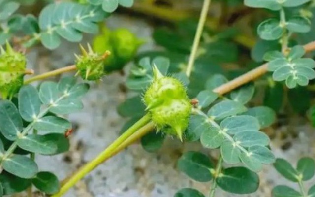 “Cỏ rác” mọc đầy làng quê Việt, giờ hóa “cỏ kim cương” được dân buôn săn lùng