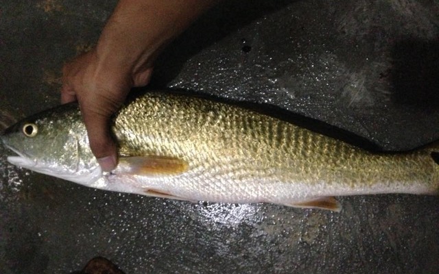 1 loại cá ở Việt Nam được người Trung Quốc xem như “báu vật”: Bổ ngang nhân sâm, còn chứa 1 bộ phận “quý hơn vàng”