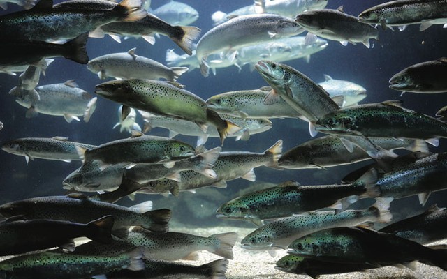 Chuyện lạ có thật: Một nước nuôi cá hồi bằng... khí thải, "hô biến" CO₂ thành dưỡng chất xanh thế nào?
