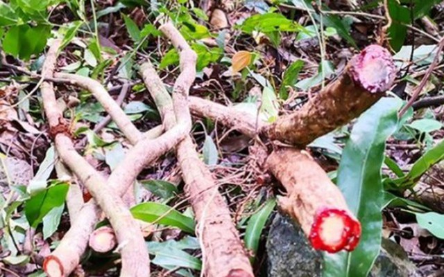 Độc lạ cây “chảy máu đỏ như người”, ở Việt Nam chặt bán là kiếm bộn