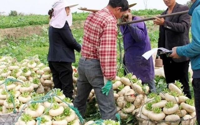 Củ cải “biến dạng” mà siêu năng suất, xưa là rau cứu đói, nay giúp “hái ra tiền”