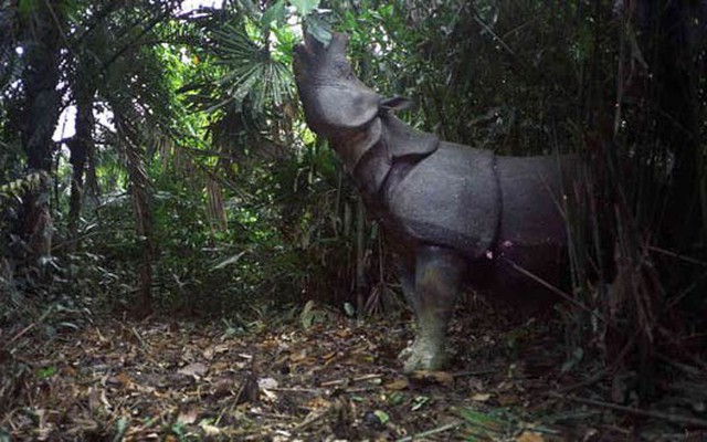 Loài vật quý hiếm bậc nhất thế giới: Chỉ còn gần 80 cá thể, Việt Nam từng là một 'niềm hy vọng cuối cùng'