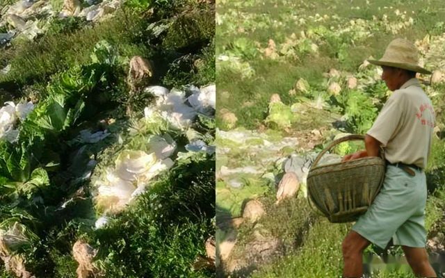 30 tấn bắp cải trộm sạch trong 1 ngày, anh nông dân ngỡ ngàng khi được báo: "Có người nói không mất tiền, ai muốn lấy cứ đến"