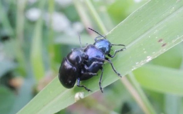 Loài bọ từng là “kẻ thù nhà nông”, nay hơn nửa triệu 1kg, đắt hơn cả thịt