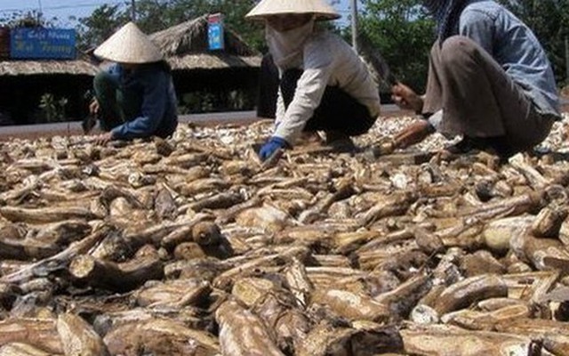 'Vựa lúa dưới lòng đất' của Việt Nam được Nhật Bản mạnh tay mua hàng nghìn tấn: Xuất khẩu tăng khủng hơn 1.000%, Trung Quốc rốt ráo săn lùng