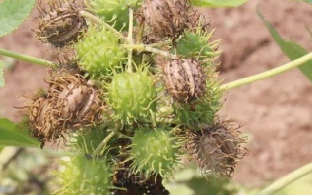 Ăn nhầm hạt này có thể mất mạng, nhưng có thể mang ép ra “vàng”