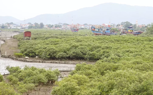 “Quả ngọt” từ rừng ngập mặn