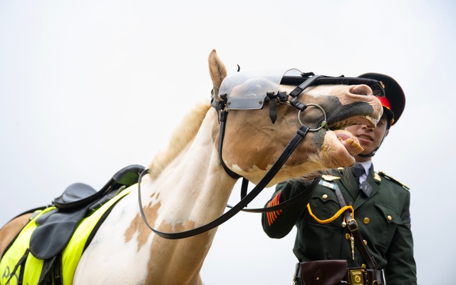 Những hình ảnh mới nhất của Út Ngáo – chú ngựa nổi tiếng mạng xã hội trong những đợt diễu binh