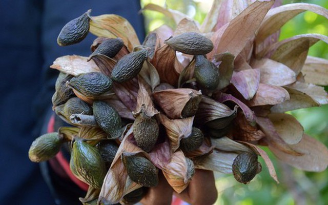 Người dân Đà Nẵng đổ vào rừng nhặt "lộc trời" bay có giá đến nửa triệu/kg: Công dụng tuyệt vời thế này bảo sao "đắt đỏ"?