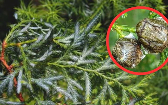 Loài cây quý hiếm bậc nhất thế giới, chỉ 2 quốc gia có, riêng Việt Nam sở hữu tới 1.000 cây