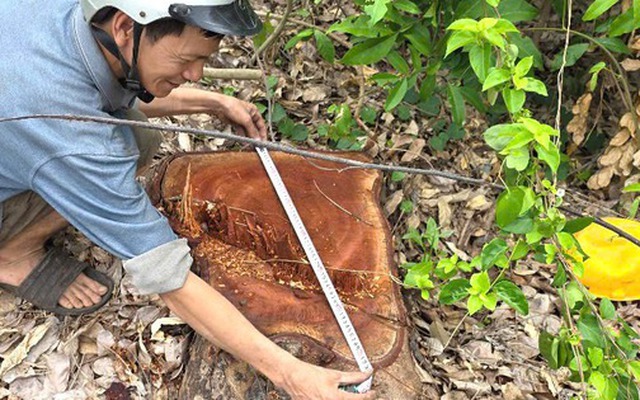 Vụ cưa bán cây tại trụ sở trước sáp nhập: Nhiều cây nằm ngoài báo cáo