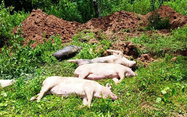 Vì sao Quảng Trị phải tiêu hủy gần 2.000 con heo?