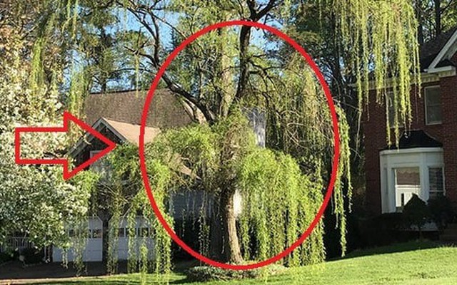 4 loại cây tưởng lành hoá dữ: Đẹp cũng đừng trồng trước nhà kẻo vận khí trôi tuột, tiền bạc thất thoát