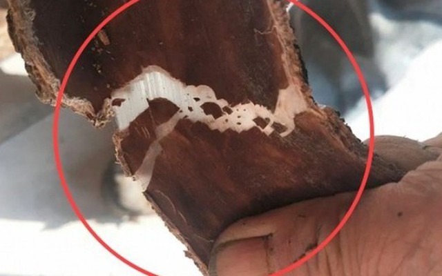 Cây nhả ra “sợi bạc”, bóc vỏ bán là hốt bộn tiền, ở Việt Nam cũng có