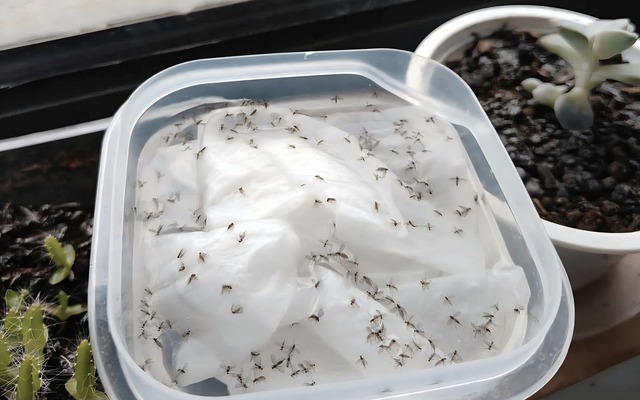 Đặt một bát nước với tờ giấy ăn ở góc phòng: Sau một đêm hiệu quả gây bất ngờ