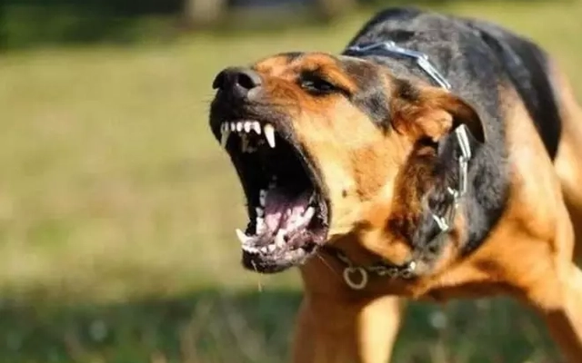 Cảnh báo tử vong do bệnh dại, Đắk Lắk xin 1.000 liều vắc xin miễn phí