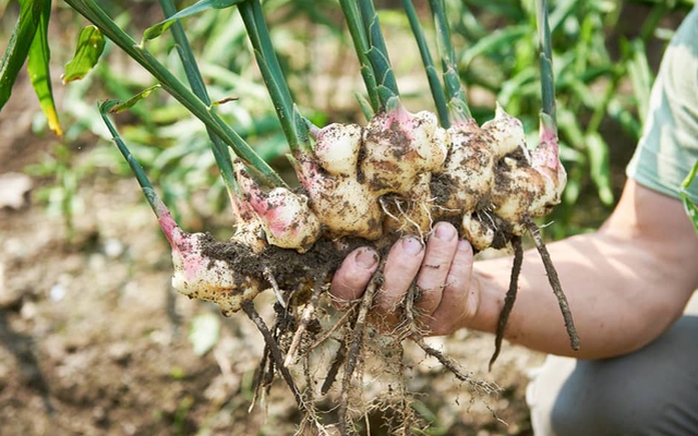 ‘Mỏ vàng’ nông nghiệp bền vững: Gia vị Việt Nam kiếm gần 40 triệu đô, chinh phục thị trường số 1 thế giới