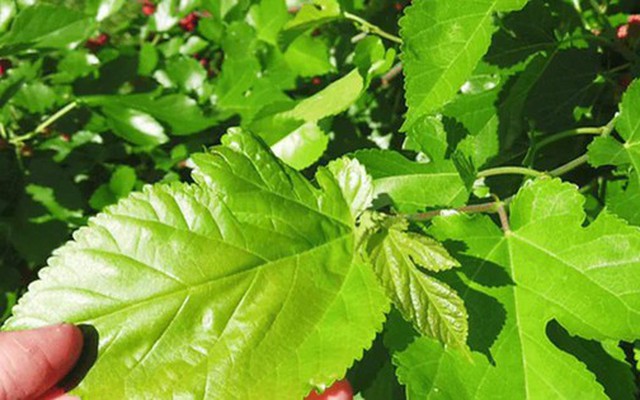 Việt Nam có loại lá chống rụng tóc, kích thích mọc tóc cực tốt: Biết dùng còn giảm mỡ máu, chống ung thư