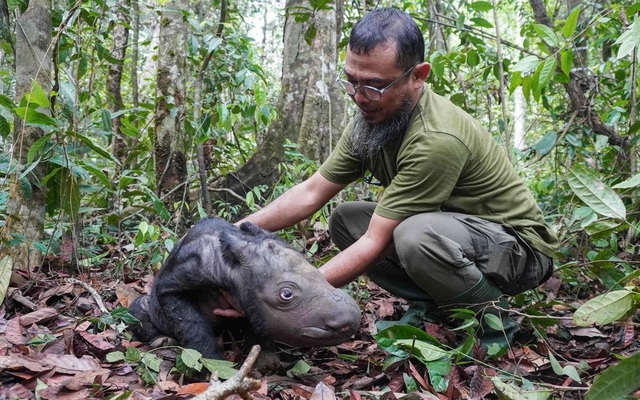 Loài vật quý hiếm bậc nhất hành tinh: Chỉ còn chưa đến 50 cá thể, Việt Nam từng là nơi sinh sống của chúng