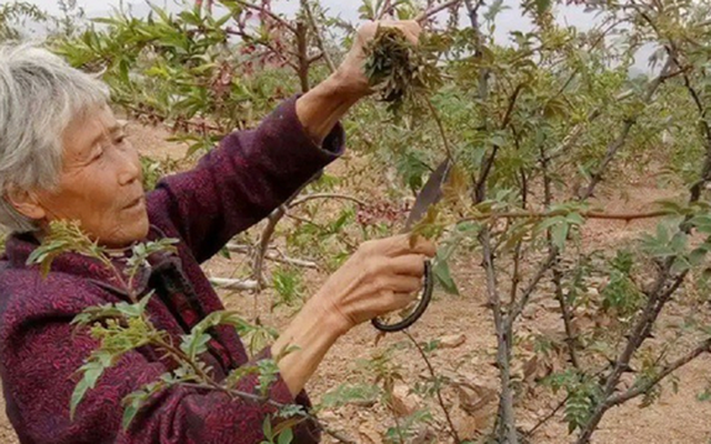 Cây xưa chỉ trồng lấy quả, nay hái lá đem bán cũng ra tiền