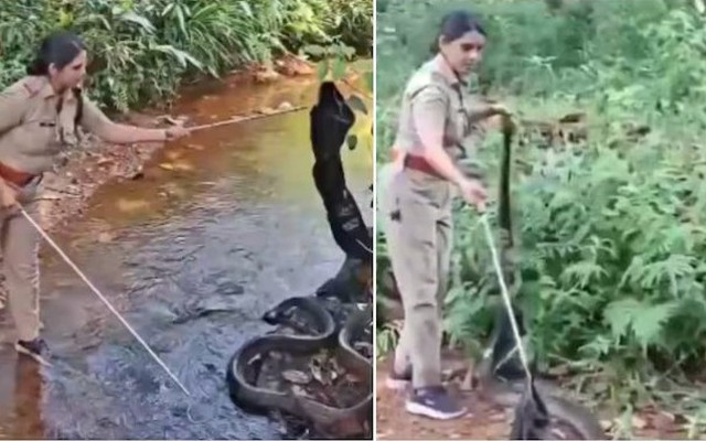 Nữ kiểm lâm một mình bắt sống rắn hổ mang chúa nặng 20kg dài 4,2 m, dân mạng trầm trồ: Nể phục quá!