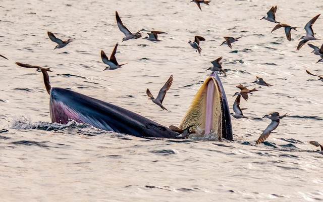 Loài vật hiếm có bỗng xuất hiện liên tục ở biển Gia Lai: Nhiều người Việt vui mừng