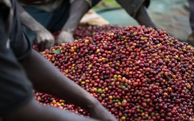 Thủ phủ cà phê Việt Nam ‘đổi chủ’ sau sáp nhập - bản đồ ‘vàng nâu’ của Việt Nam ra sao kể từ 1/7?