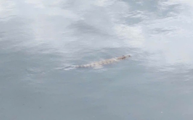 Đã bắt được con cá sấu sống trên kênh Nước Đen ở TPHCM