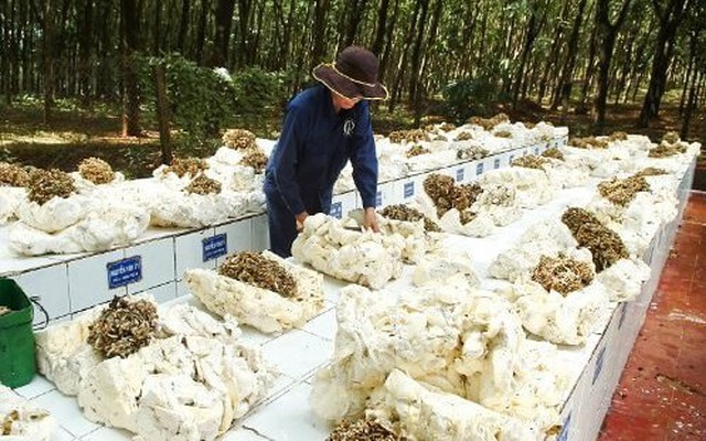 Vượt Trung Quốc, Hàn Quốc, hơn 300 nghìn tấn “vàng trắng” từ Campuchia ồ ạt vào Việt Nam