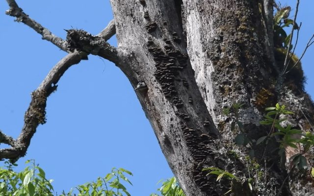 Ở độ cao hơn 2.000m, chuyên gia trung tâm Nhiệt đới Việt-Nga phát hiện “kho báu sống”: Lần đầu tiên quan sát được