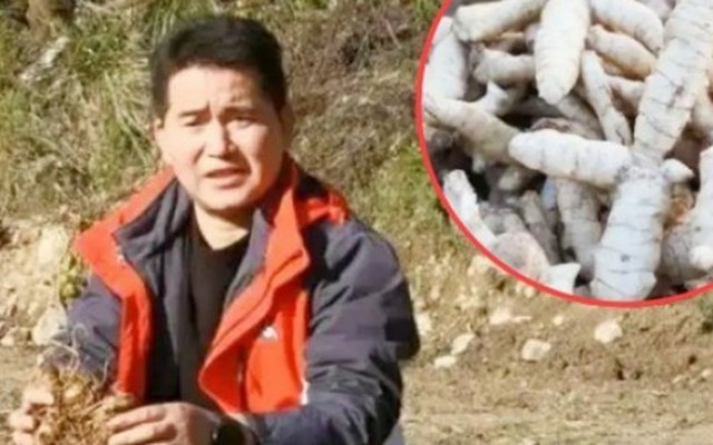 Tìm "mỏ vàng” trên cây thuốc có từ 2.000 năm trước, kiếm tiền tỷ/năm