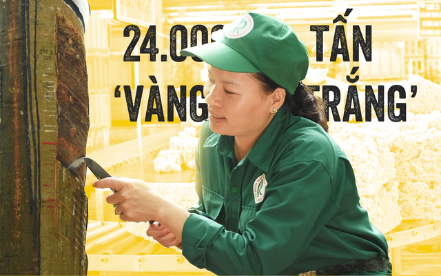 Bí mật của 24.000 tấn ‘vàng trắng’ Việt Nam chinh phục thị trường khắt khe nhất thế giới