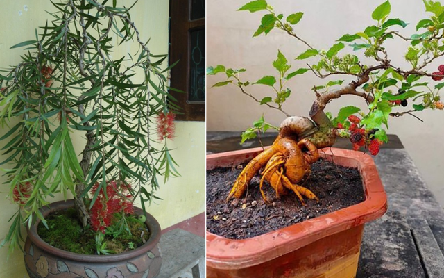 4 loại cây "âm thịnh dương suy", ĐỪNG DẠI rước vào nhà kẻo quanh năm nghèo túng