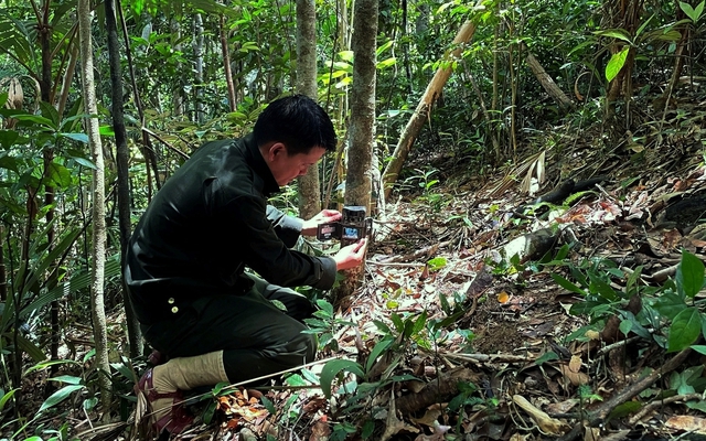 Việt Nam lần đầu phát hiện loài vật quý hiếm bậc nhất hành tinh: Tại tỉnh phía Bắc cách đây gần 100 năm, hiện cực kỳ nguy cấp