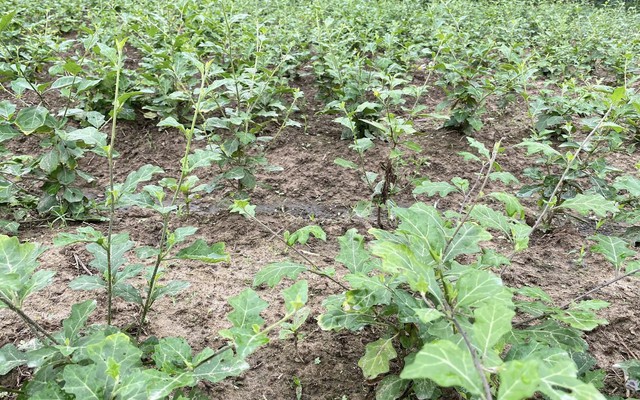 Loại cây dại xưa không ai ngó, nay hóa “vàng xanh”: Chữa bệnh gan cực tốt, đã được Bộ Y tế công nhận