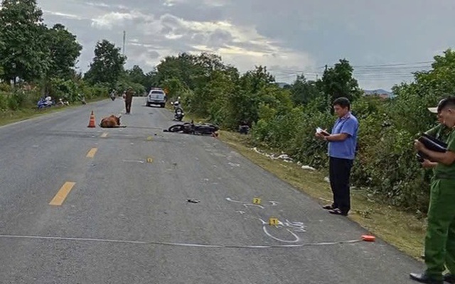 Tông vào con bò rồi tử vong, ai chịu trách nhiệm?