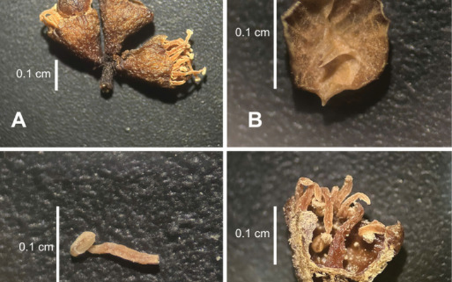 “Báu vật” chưa từng biết đến được phát hiện trong khu bảo tồn hùng vĩ của Việt Nam