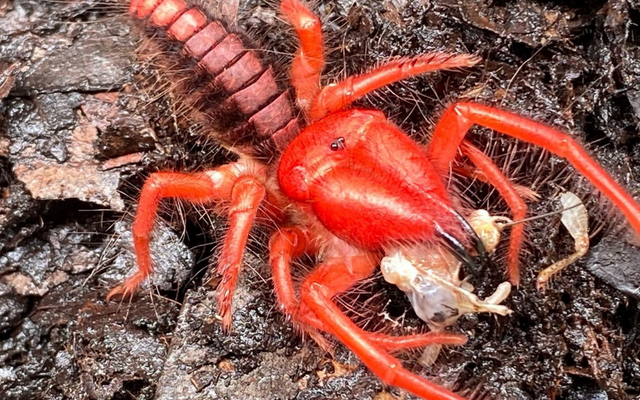 Lần đầu phát hiện loài vật hiếm có chỉ xuất hiện ở Việt Nam: Nguy hiểm bậc nhất thế giới, có nguồn gốc xa xôi