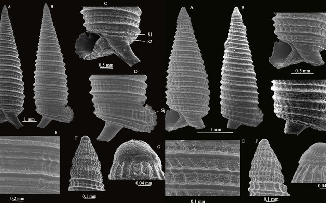 3 năm miệt mài, các nhà khoa học Việt Nam phát hiện hai “kho báu sống” dưới đáy biển