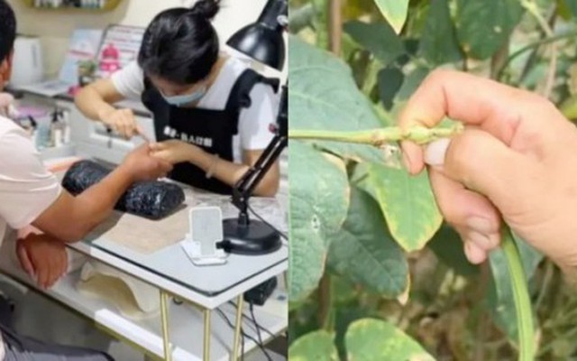 Nông dân đổ xô đi… làm móng để hái đậu năng suất cao