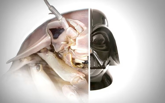 Lần đầu tìm thấy loài vật hiếm chỉ có ở Việt Nam: Kích thước lớn nhất thế giới, nguồn gốc tiến hóa bí ẩn