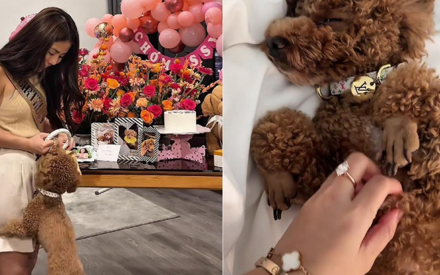 Cô gái chi 50 triệu tổ chức sinh nhật cho thú cưng, cư dân mạng cãi nhau nảy lửa