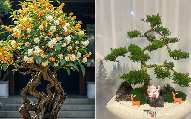 6 loại cây cảnh trường thọ người giàu hay trồng: Có cây sống 200 năm, hoa vẫn nở sau khi chủ nhân mất