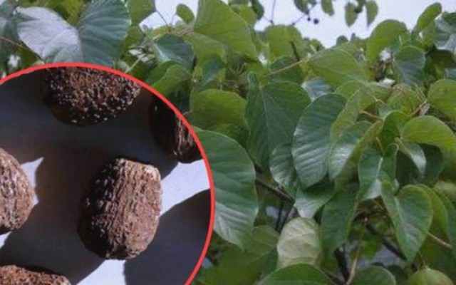 Cây dại trên núi bỗng hóa “lộc trời”, hái bán đếm tiền không kịp