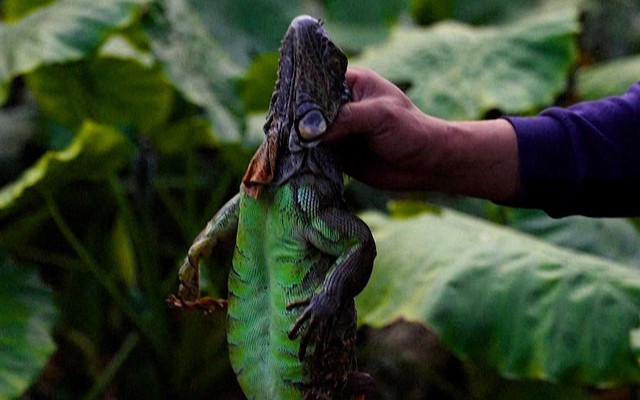 Treo thưởng hơn 300 triệu đồng bắt loài xâm lấn gây hại, người dân đổ xô tham gia săn lùng