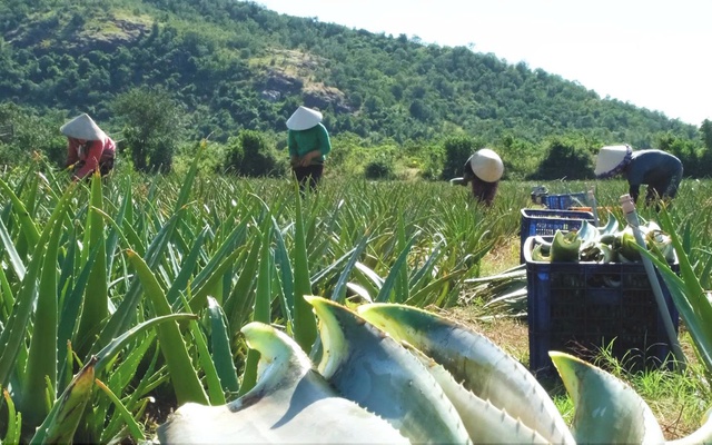 Từ cát nóng thành "vàng xanh": Việt Nam sở hữu loài cây "đổi đời" người nông dân, xuất khẩu hơn 20 nước