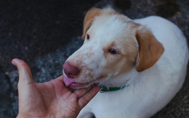 Bị chó liếm chân, người phụ nữ qua đời sau hơn 1 tuần