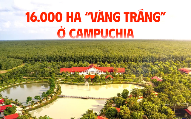 Sang Campuchia biến 16.000 ha đất hoang thành "vàng trắng", đạt chuẩn ESG khắt khe nhất thế giới